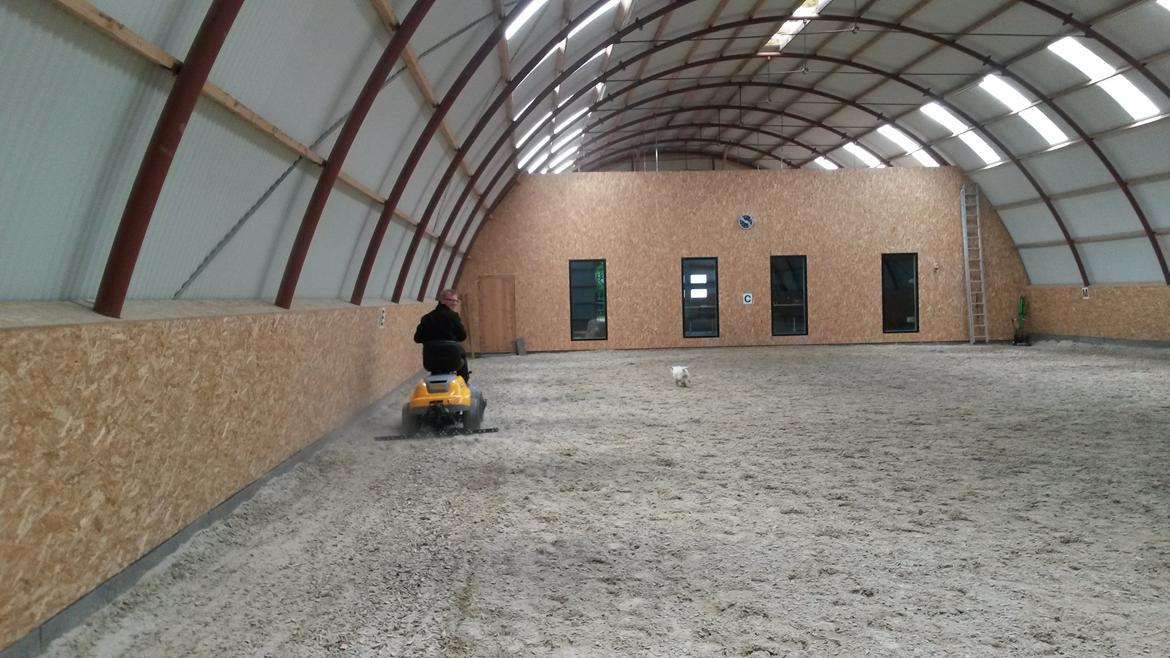 West highland white terrier Ludvig - Jeg ELSKER at få lov til at være med til at rive ridehallen, det er et meget seriøst job som jeg påtager mig med stor alvor ;o) billede 16