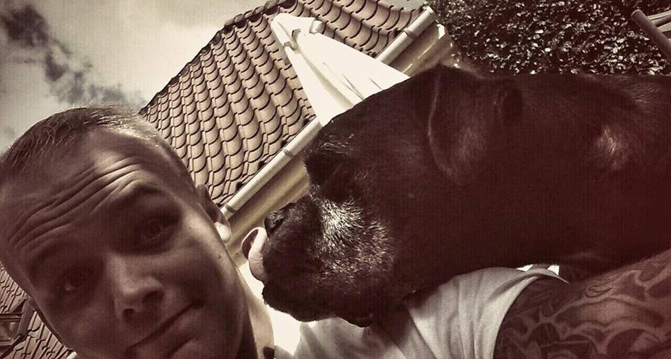 Boxer tyson - 31/7 2014 tyson snart 11 år men frisk som en hvalp! billede 3