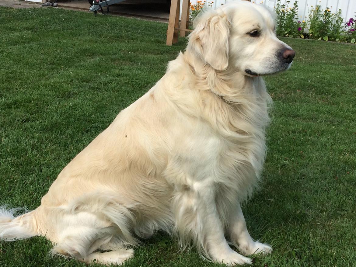 Golden retriever Sofus billede 1
