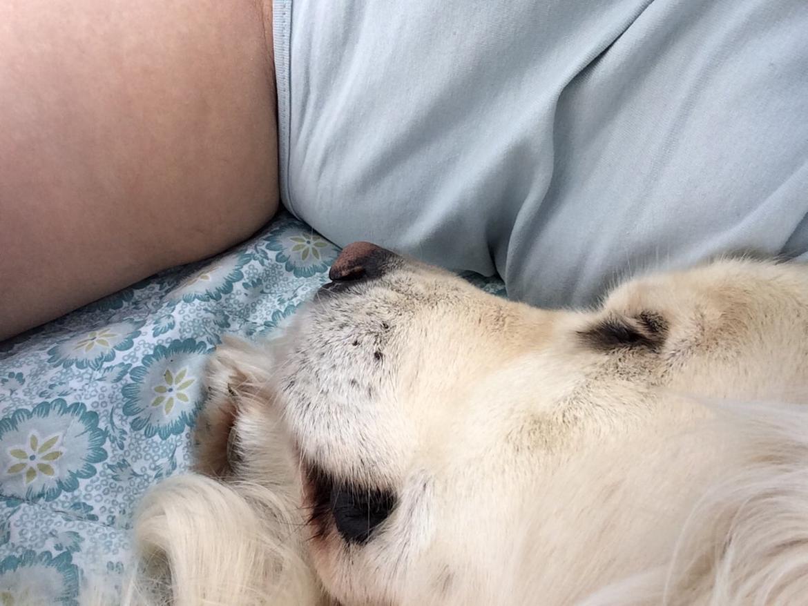 Golden retriever Sofus billede 2