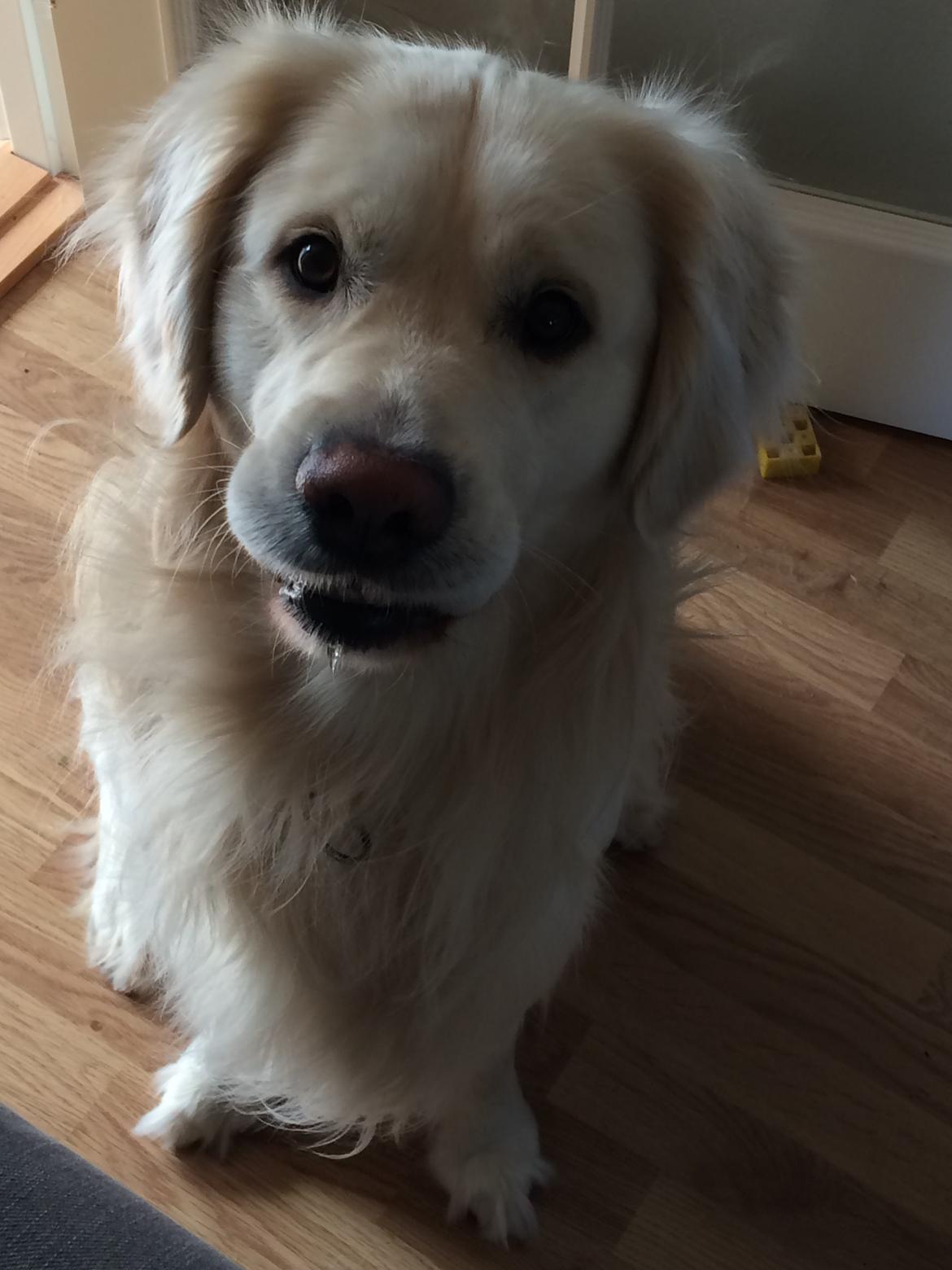 Golden retriever Sofus billede 3