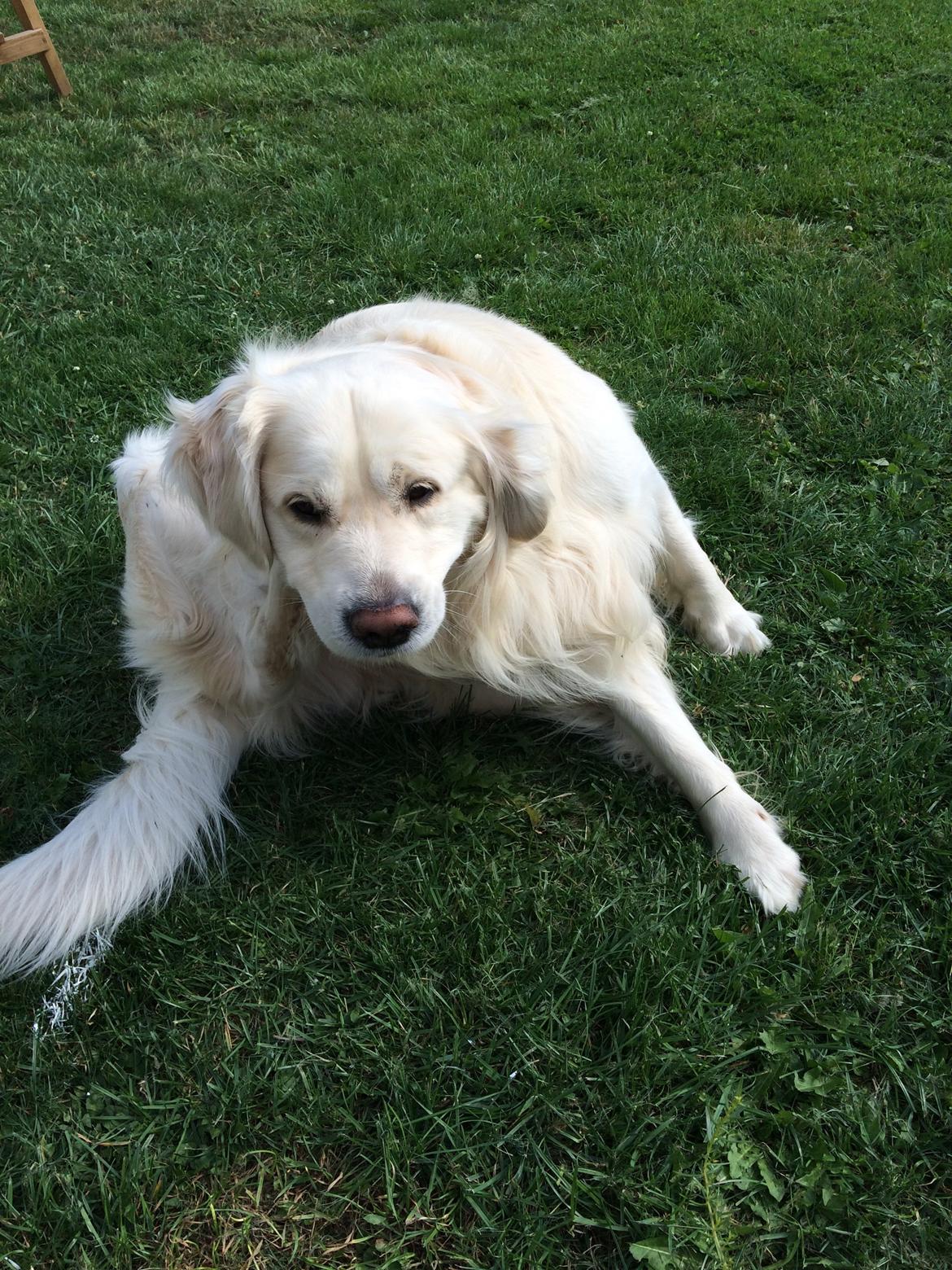 Golden retriever Sofus billede 4