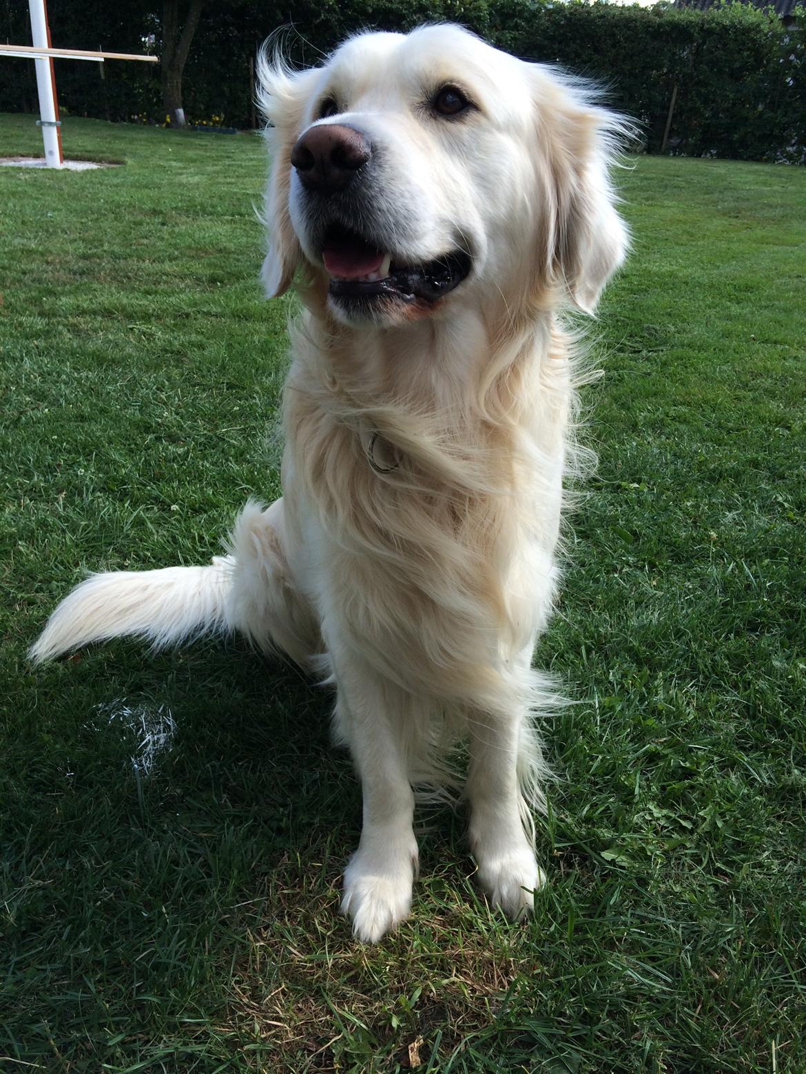 Golden retriever Sofus billede 5