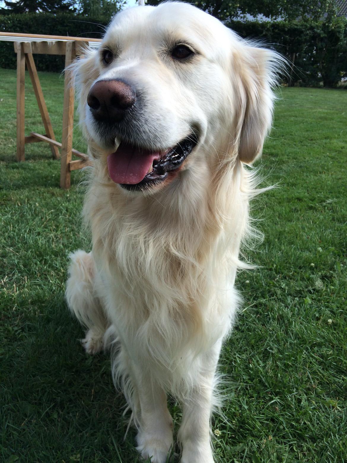 Golden retriever Sofus billede 6