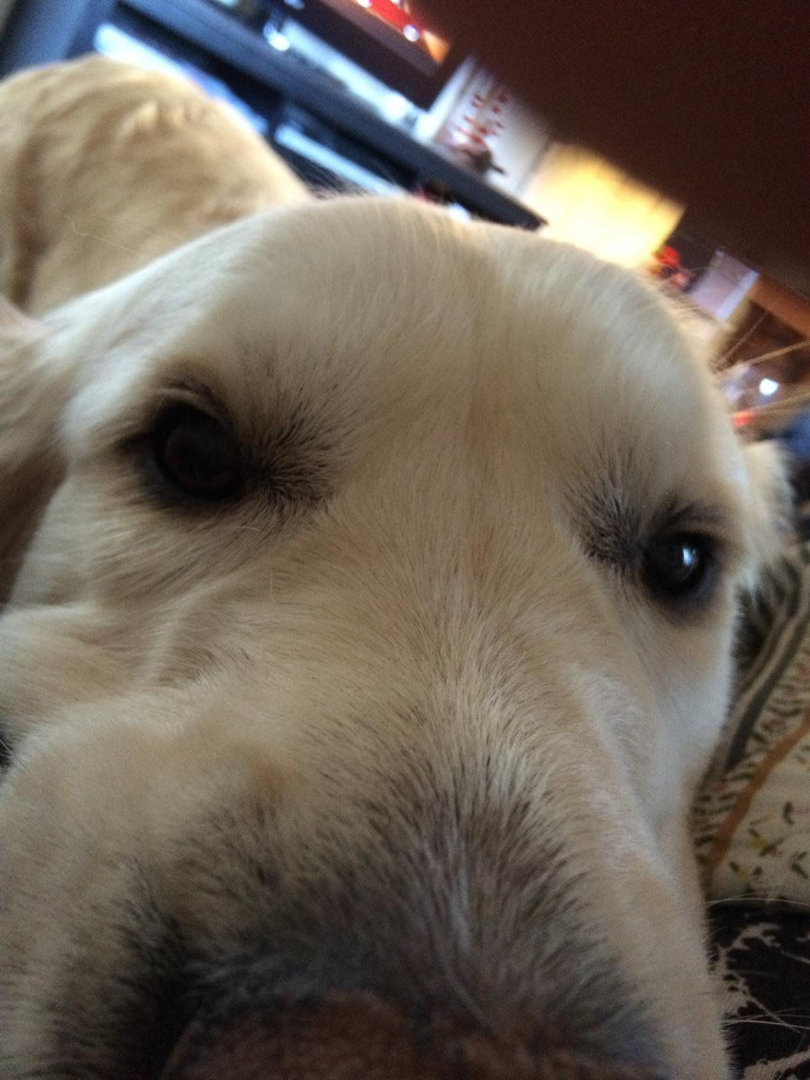 Golden retriever Sofus billede 7