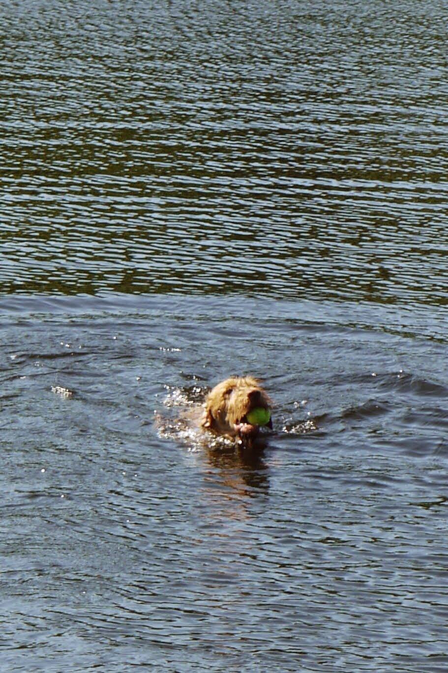 Ruhåret vizsla Ingle billede 24