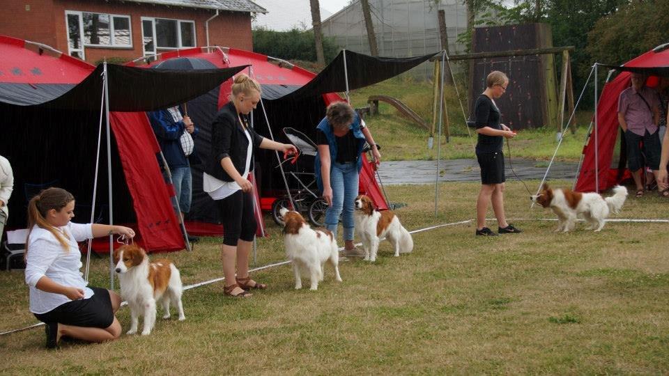 Kooikerhondje Vitovanis Bernardo De Bel Tar billede 20
