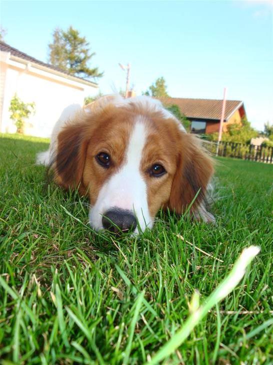 Kooikerhondje Vitovanis Bernardo De Bel Tar billede 4