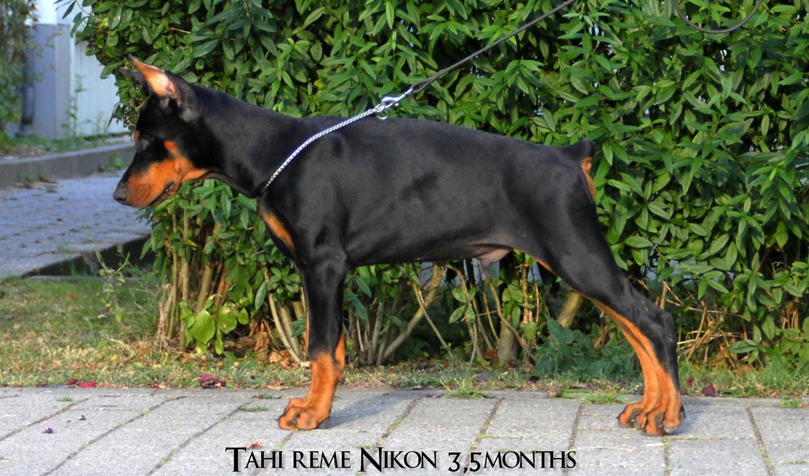 Dobermann Tahi-réme Nikon / Nooka billede 27