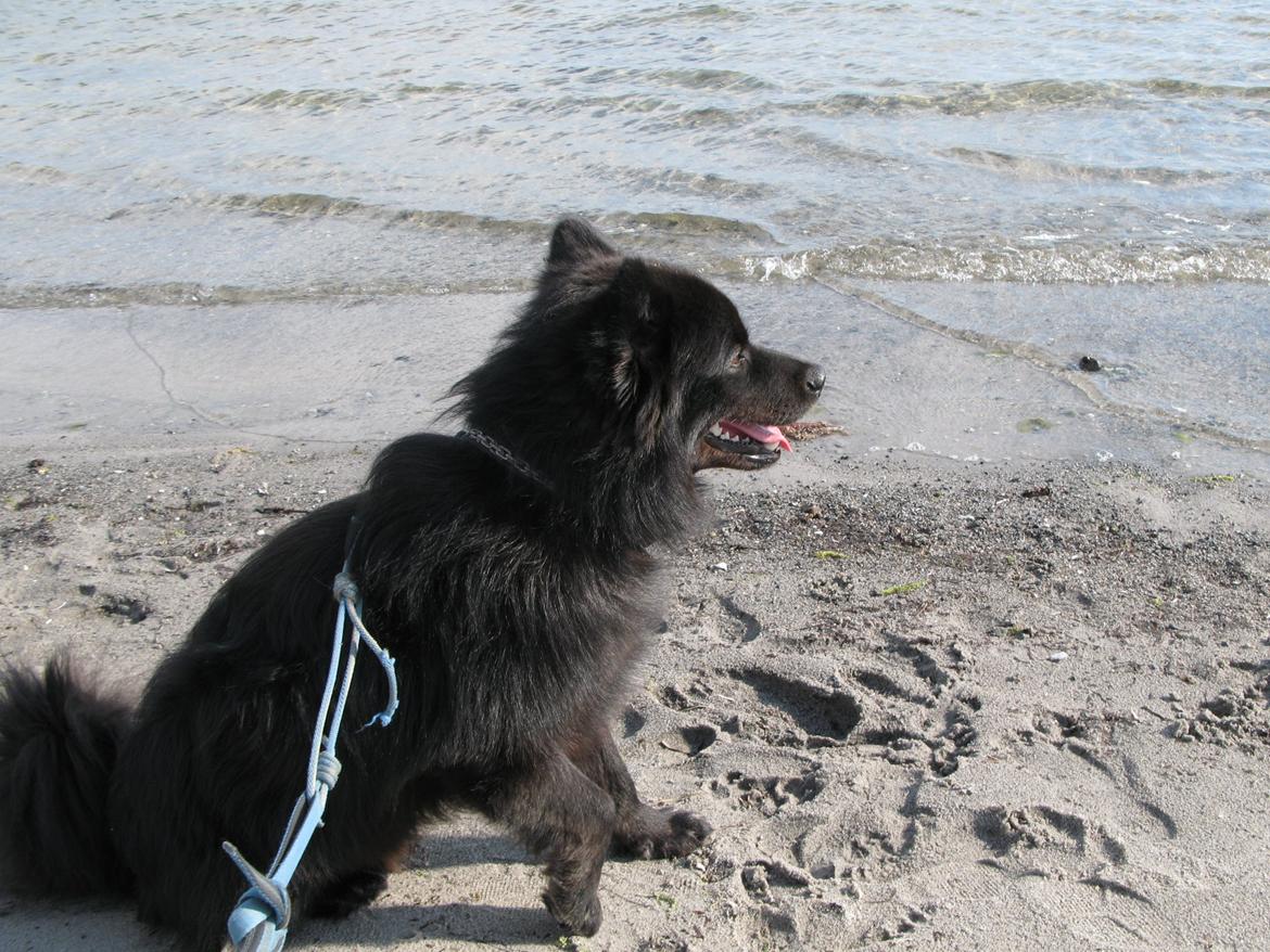 Finsk lapphund Matti billede 2