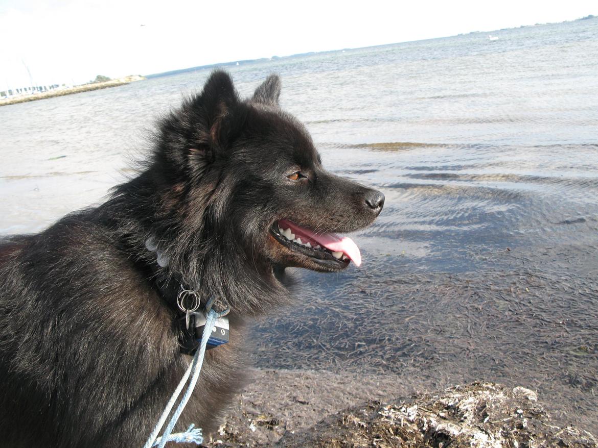 Finsk lapphund Matti billede 3