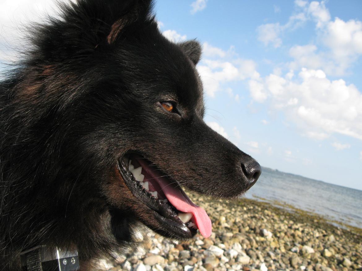 Finsk lapphund Matti billede 5