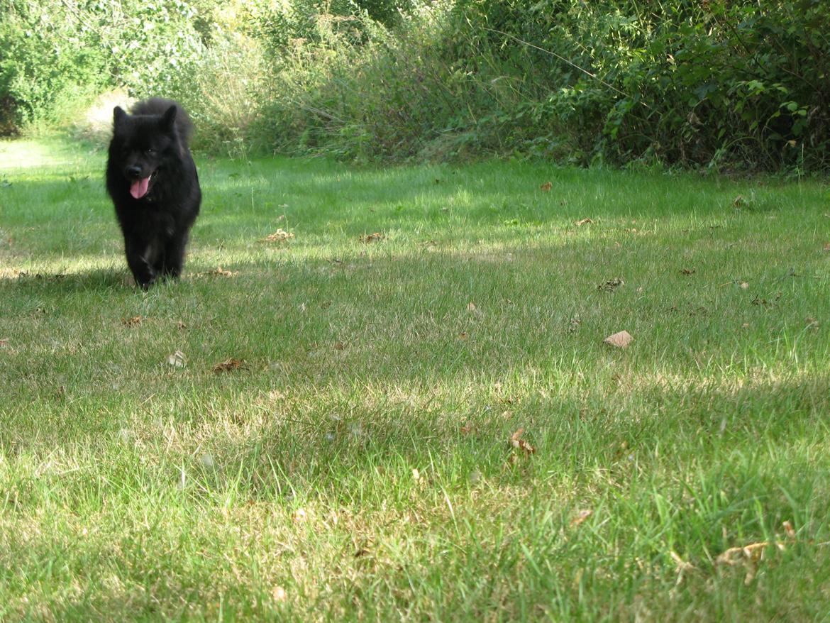 Finsk lapphund Matti billede 18