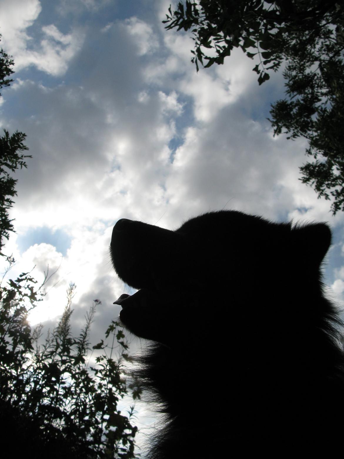 Finsk lapphund Matti billede 7