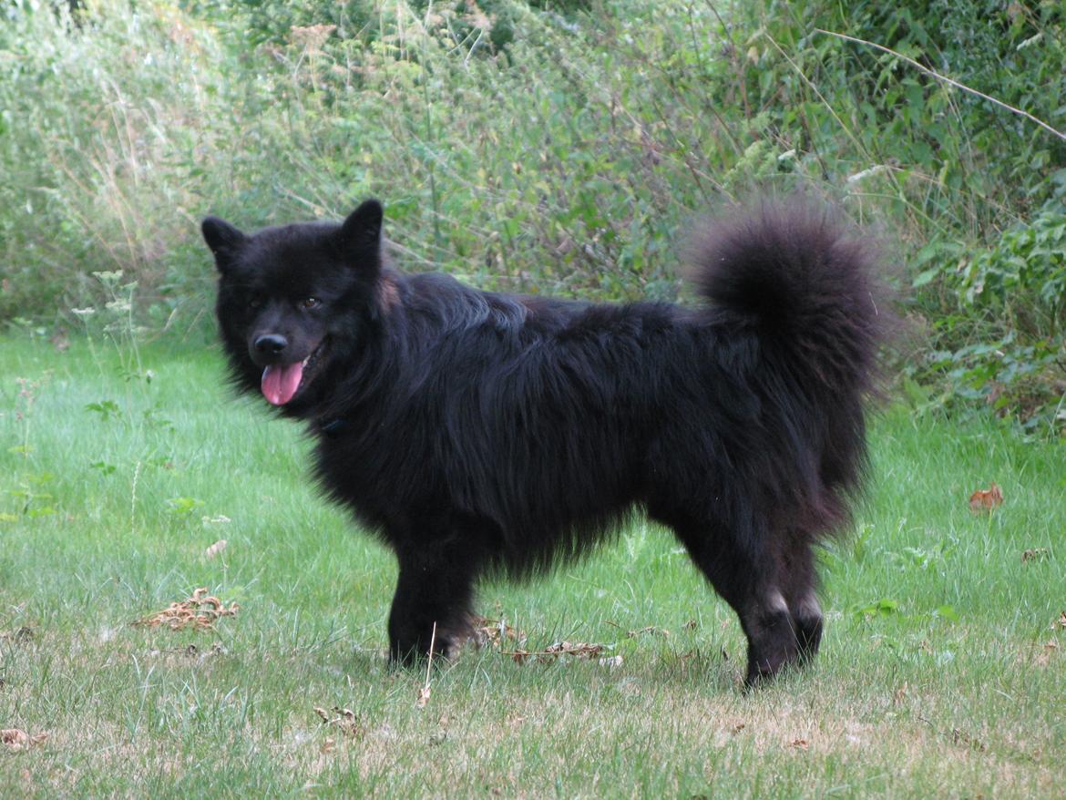 Finsk lapphund Matti billede 13