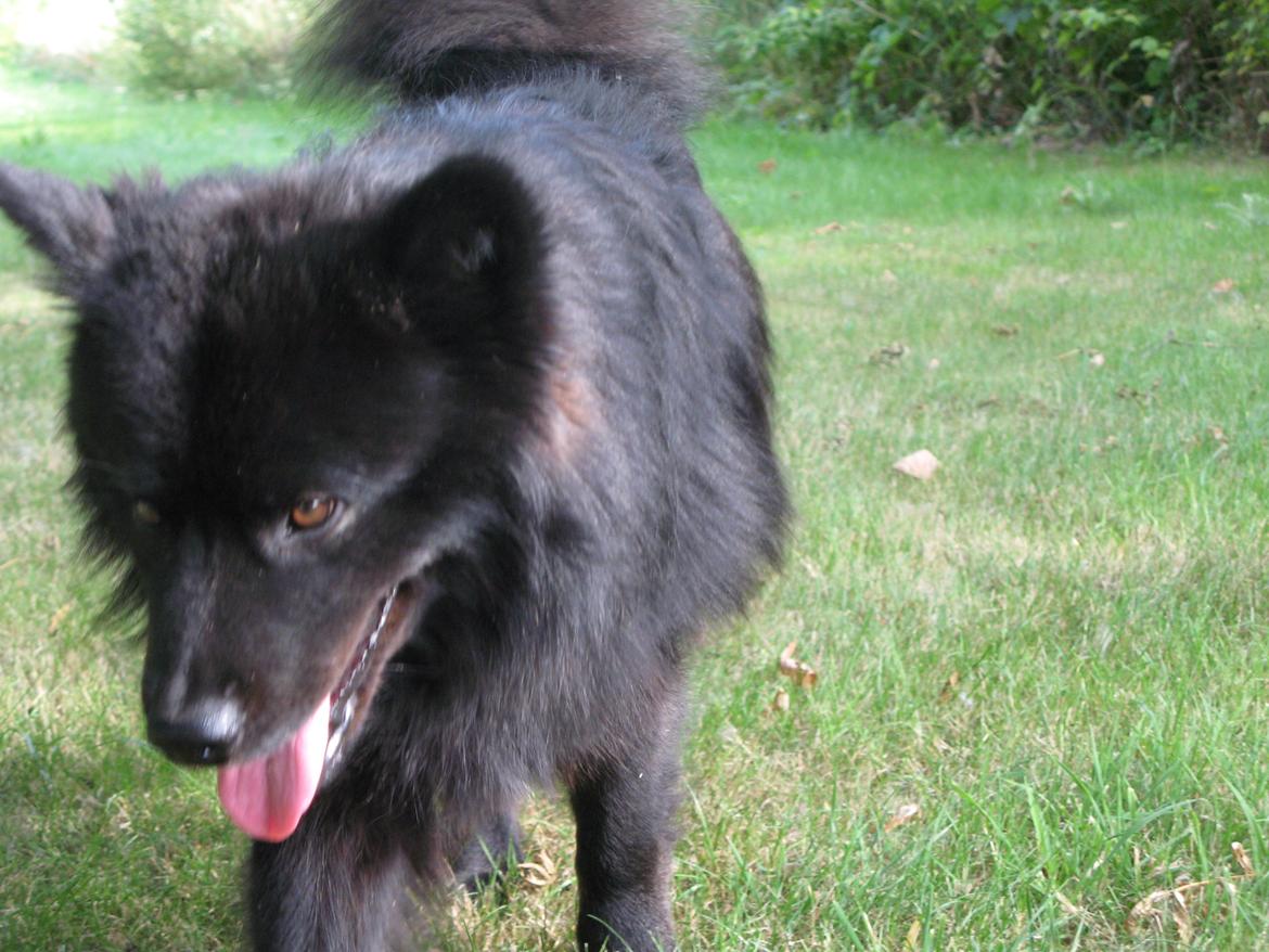 Finsk lapphund Matti billede 21