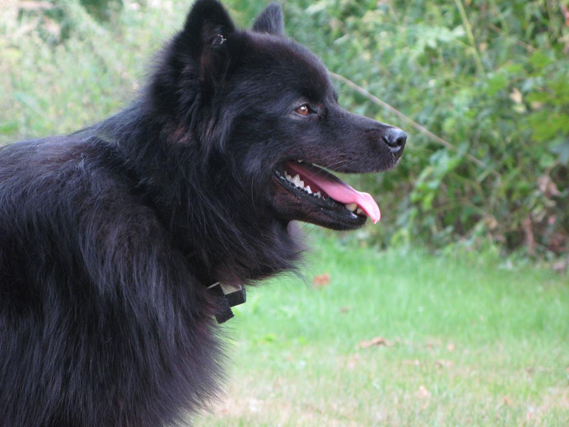 Finsk lapphund Matti billede 12