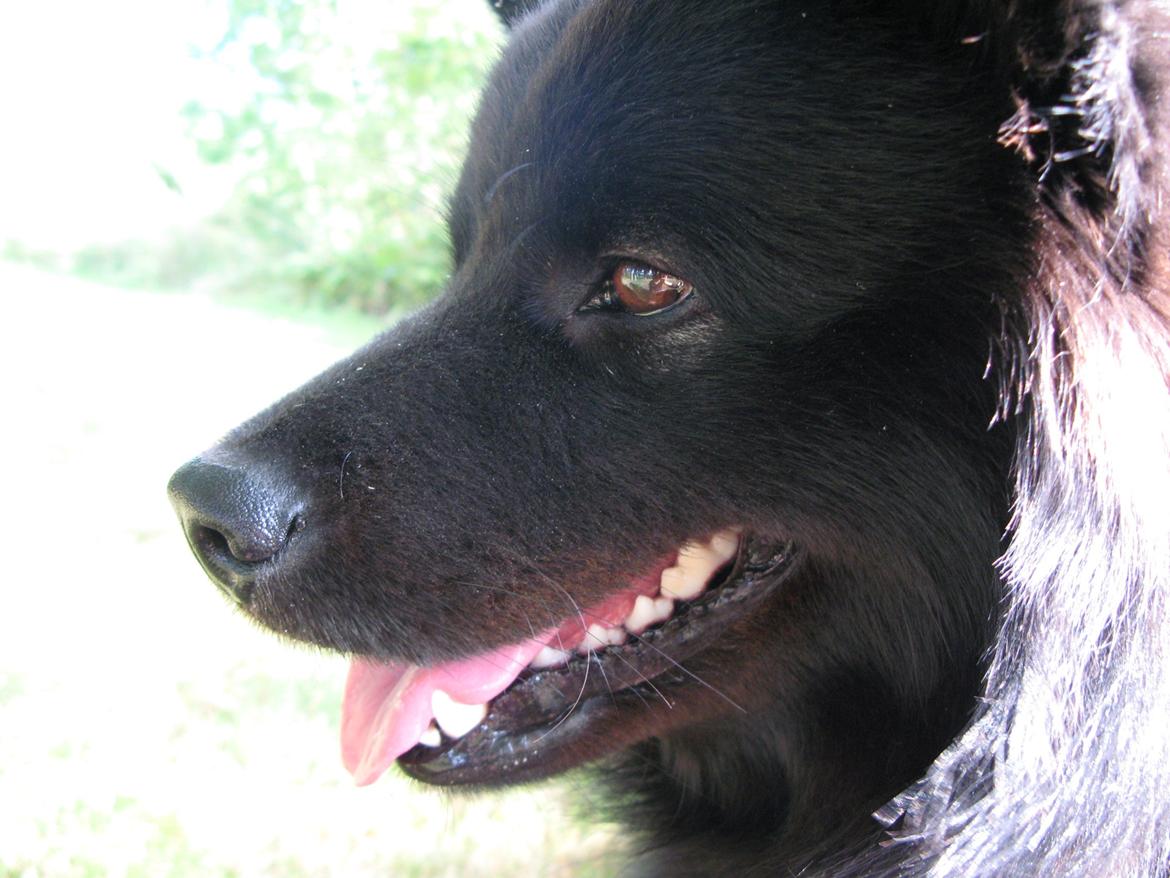 Finsk lapphund Matti billede 15