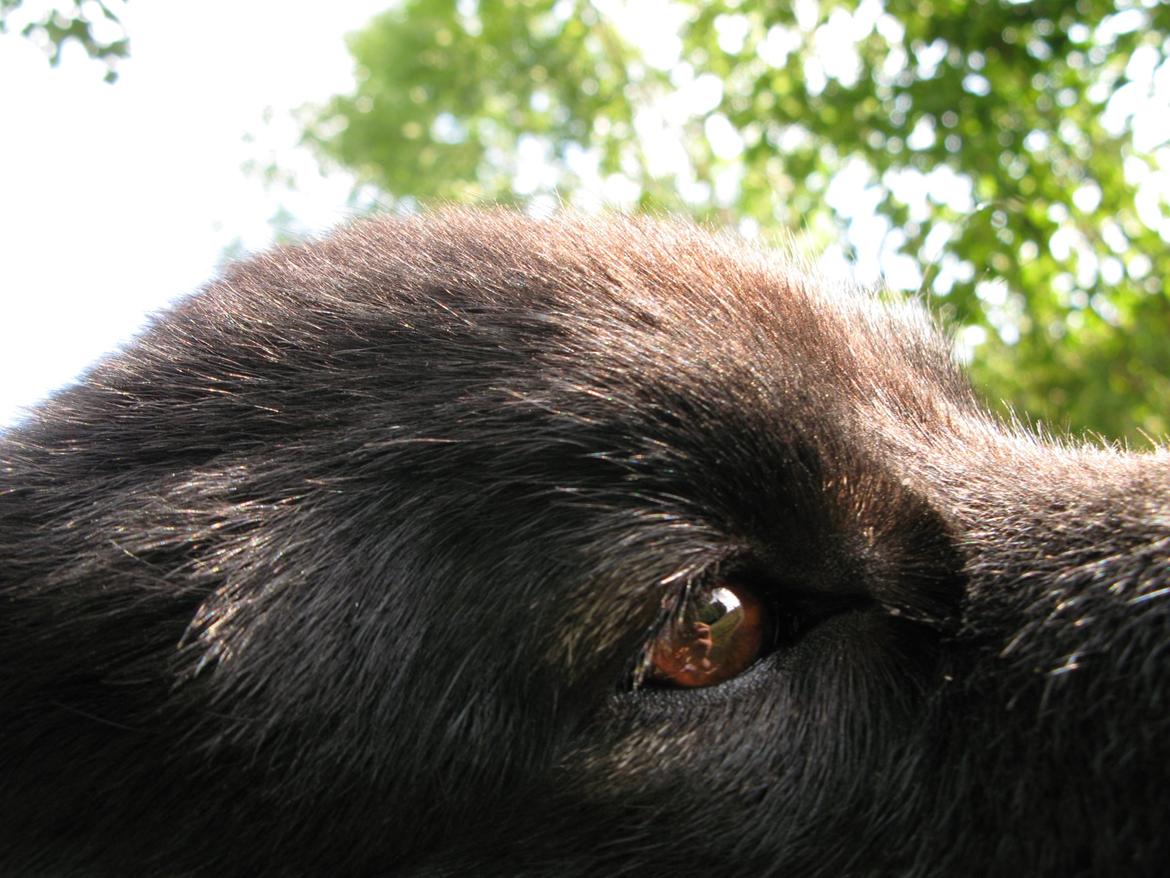 Finsk lapphund Matti billede 16