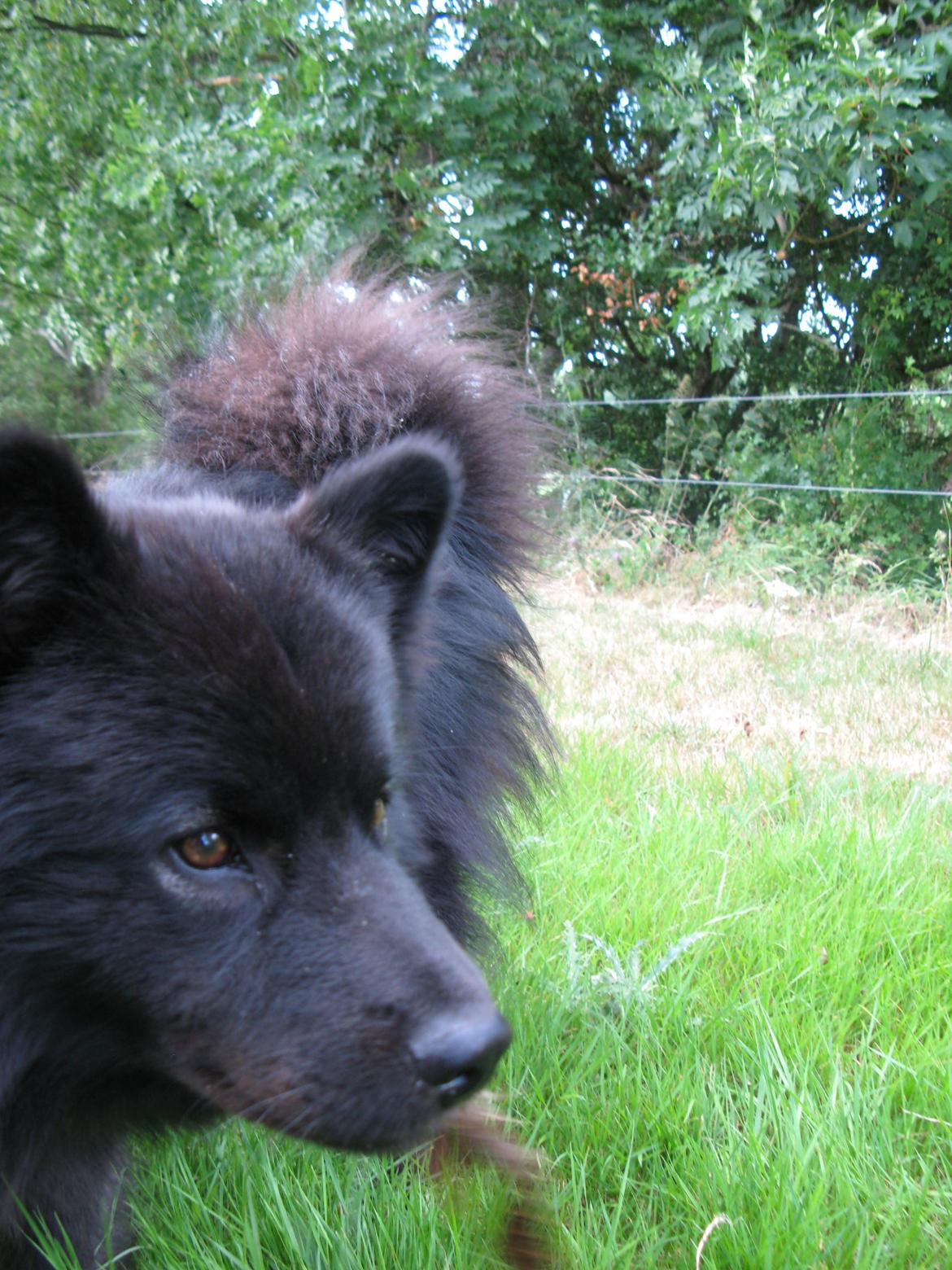 Finsk lapphund Matti billede 17