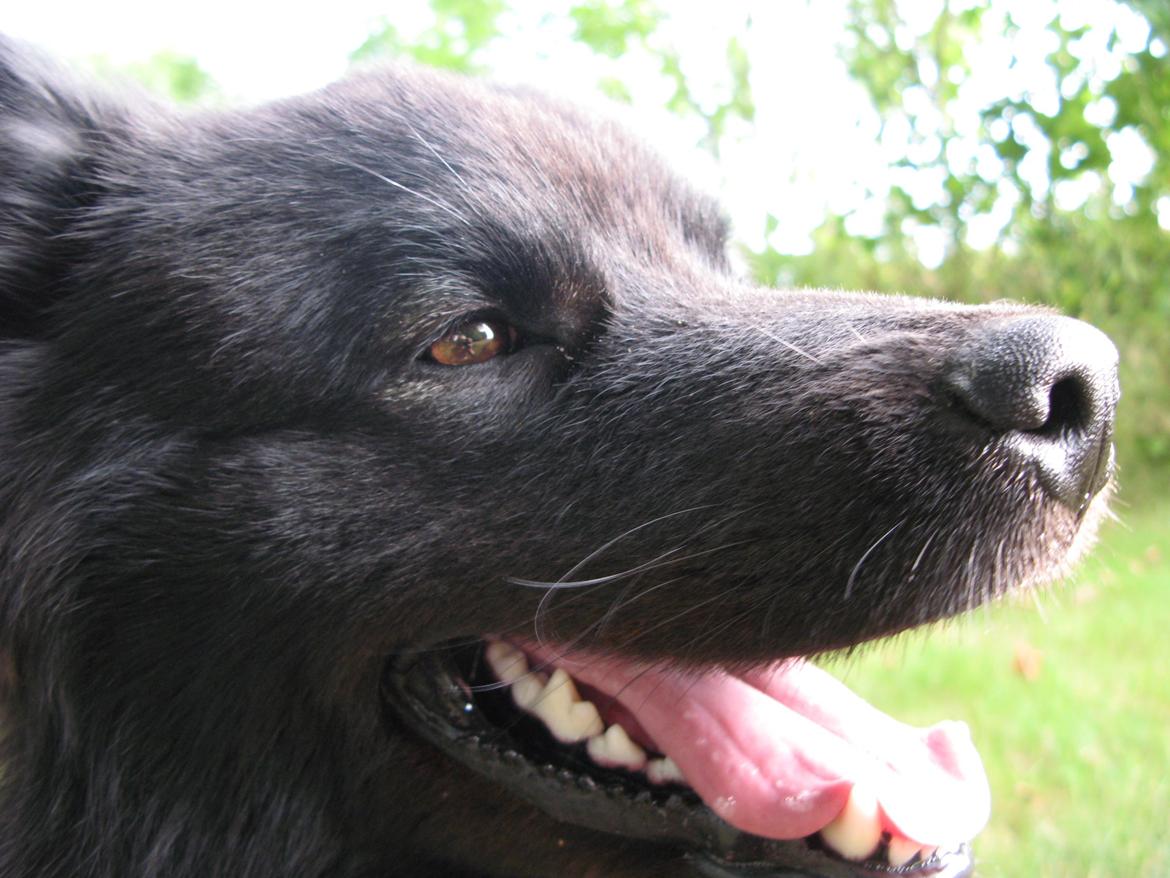 Finsk lapphund Matti billede 14