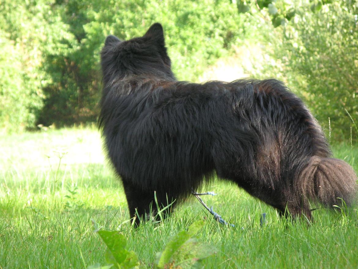 Finsk lapphund Matti billede 19