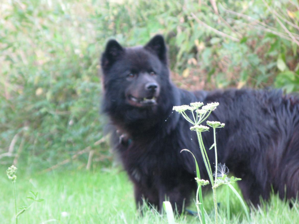 Finsk lapphund Matti - tak fordi i kiggede forbi! billede 22