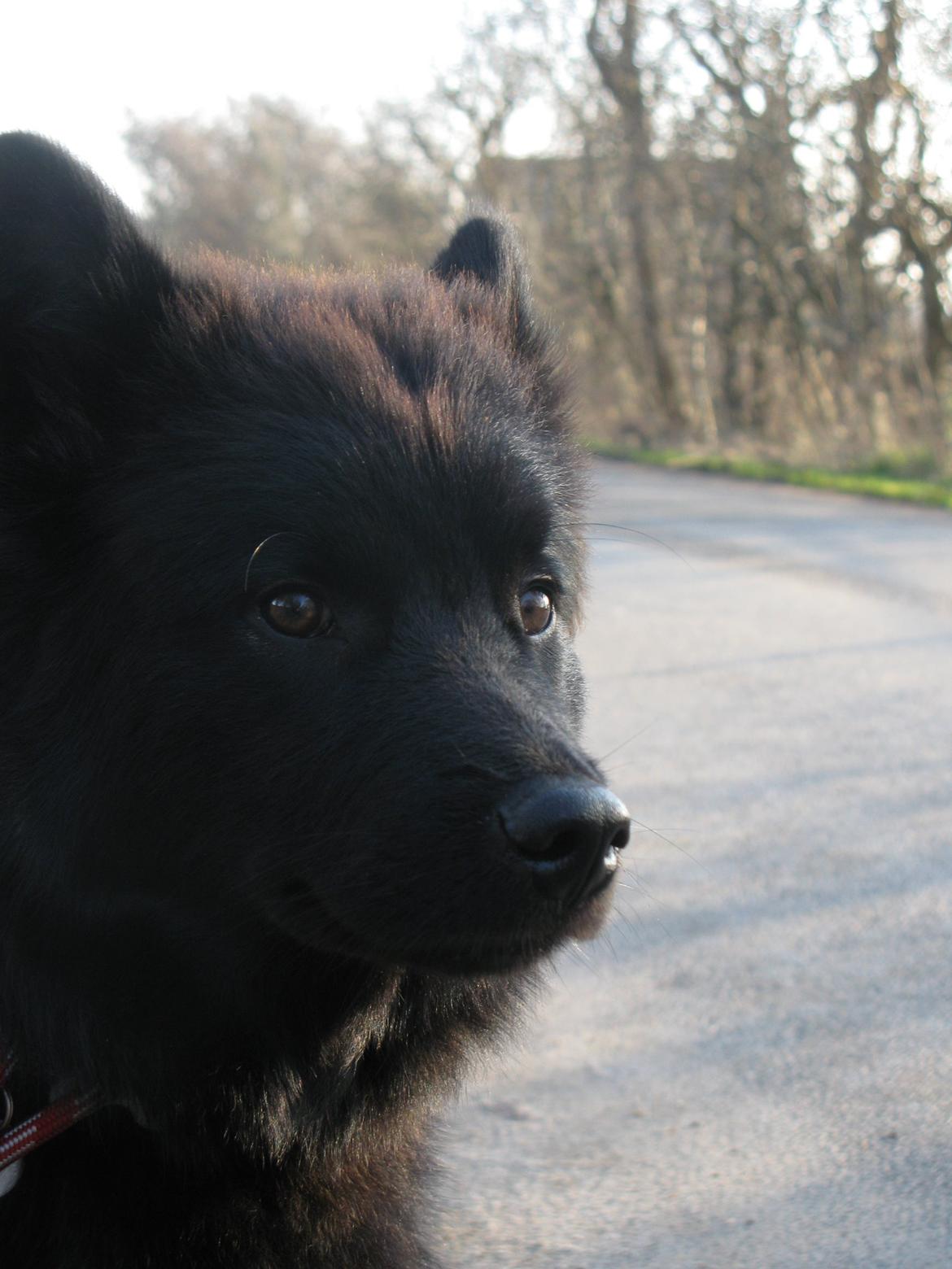 Finsk lapphund Matti billede 9