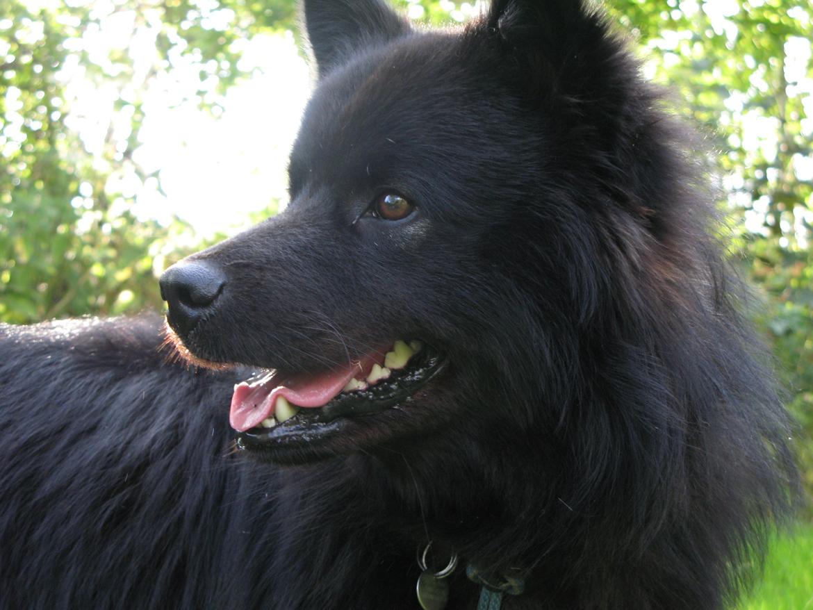 Finsk lapphund Matti - velkommen til mattis galleri! billede 1