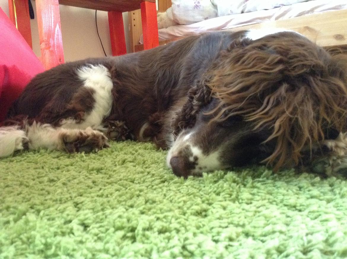 Engelsk springer spaniel Jonson billede 41