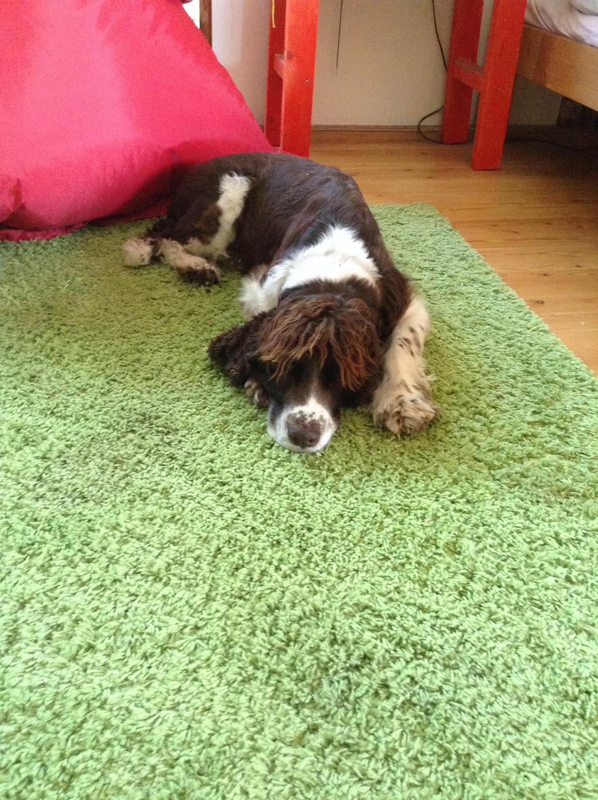 Engelsk springer spaniel Jonson billede 42