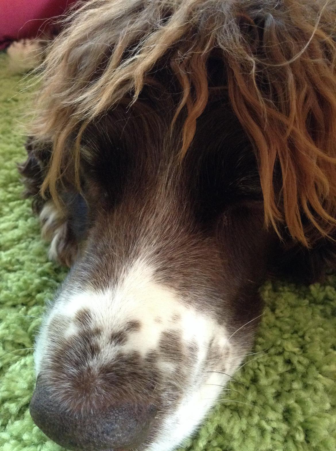 Engelsk springer spaniel Jonson billede 43