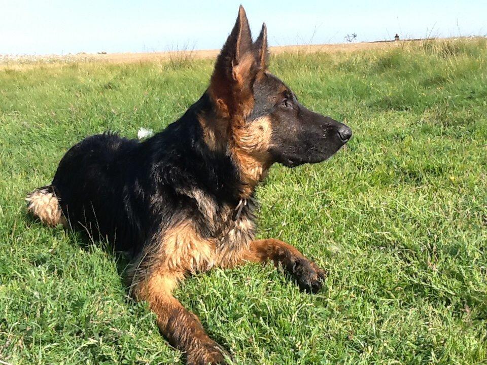 Schæferhund Maegaards Bosco billede 1
