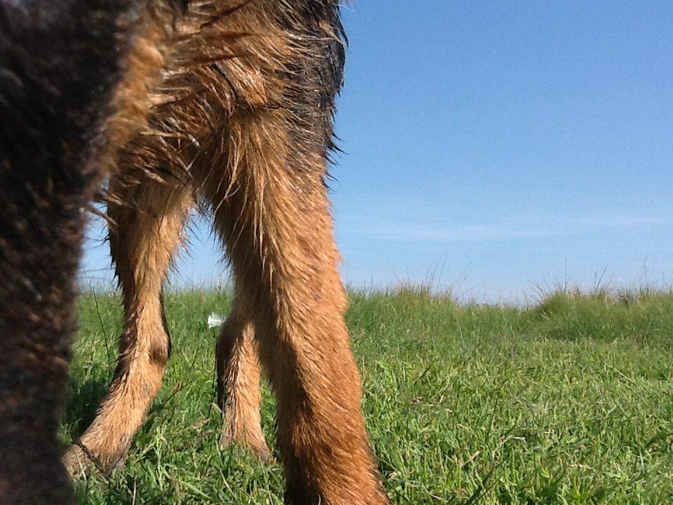Schæferhund Maegaards Bosco billede 2