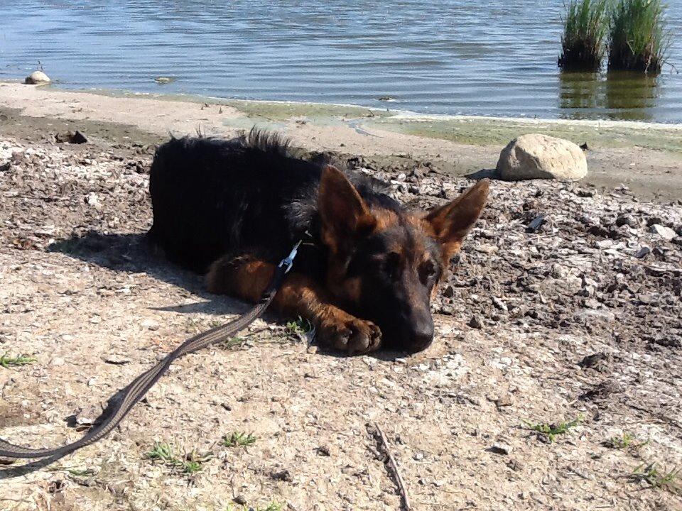 Schæferhund Maegaards Bosco billede 3
