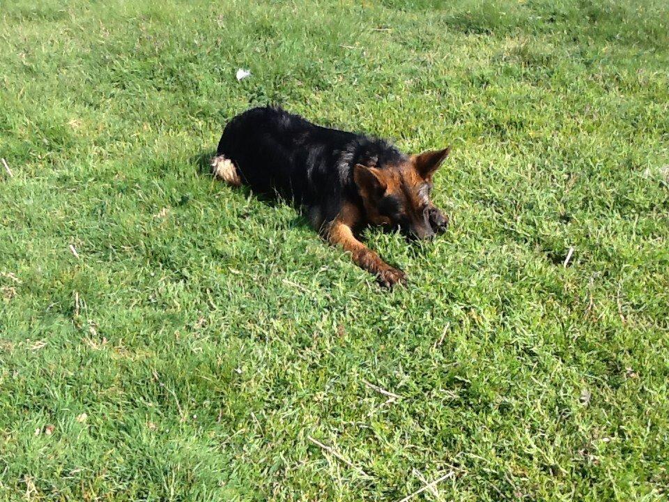 Schæferhund Maegaards Bosco billede 6