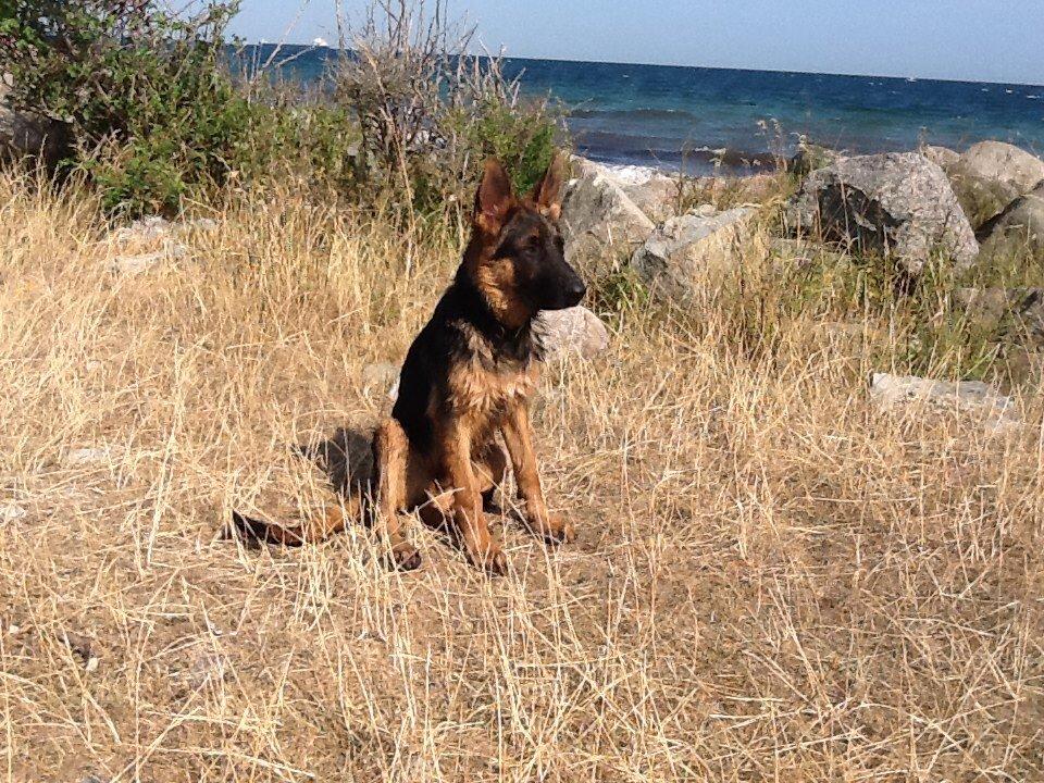 Schæferhund Maegaards Bosco billede 7