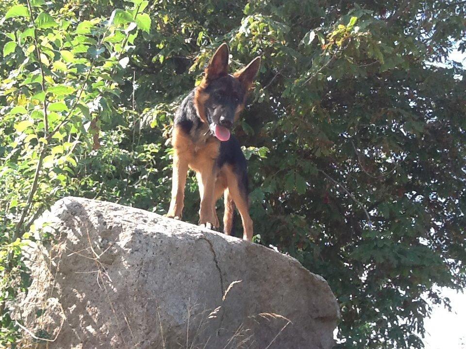 Schæferhund Maegaards Bosco billede 10