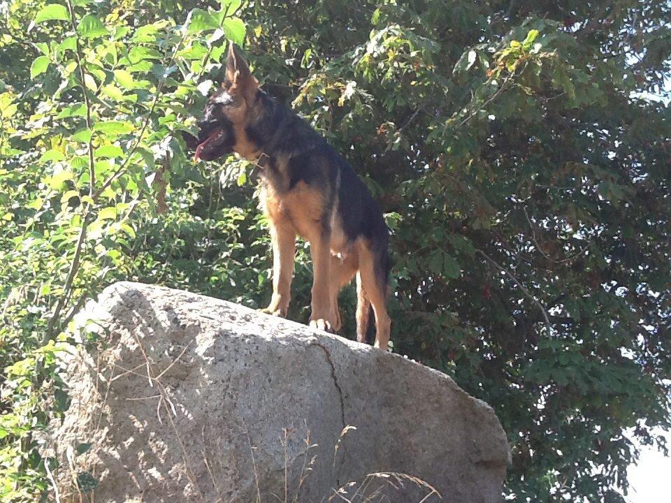 Schæferhund Maegaards Bosco billede 11