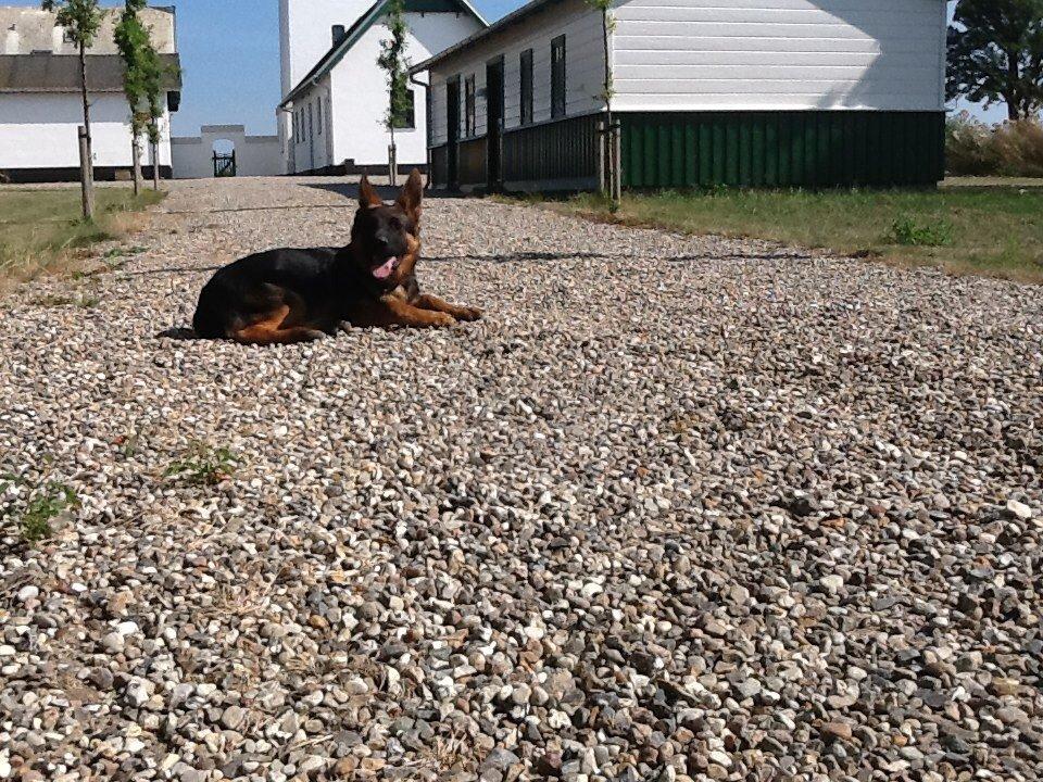 Schæferhund Maegaards Bosco billede 12