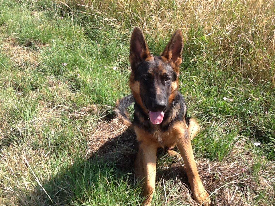 Schæferhund Maegaards Bosco billede 13