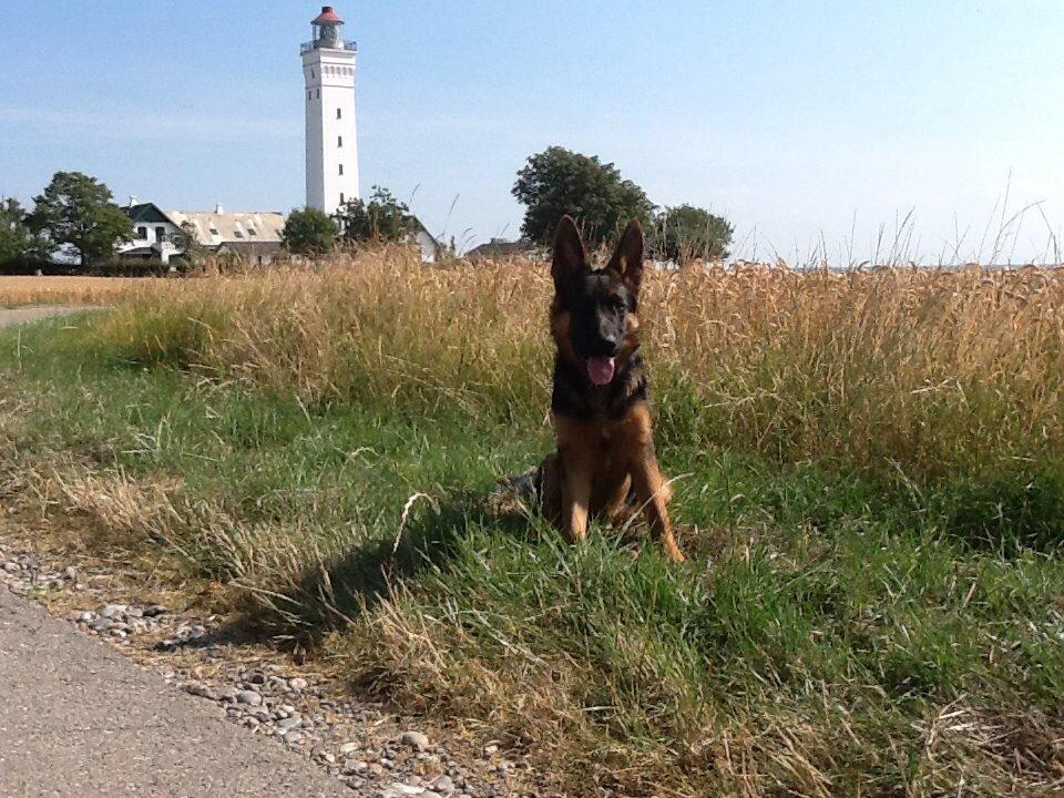 Schæferhund Maegaards Bosco billede 14