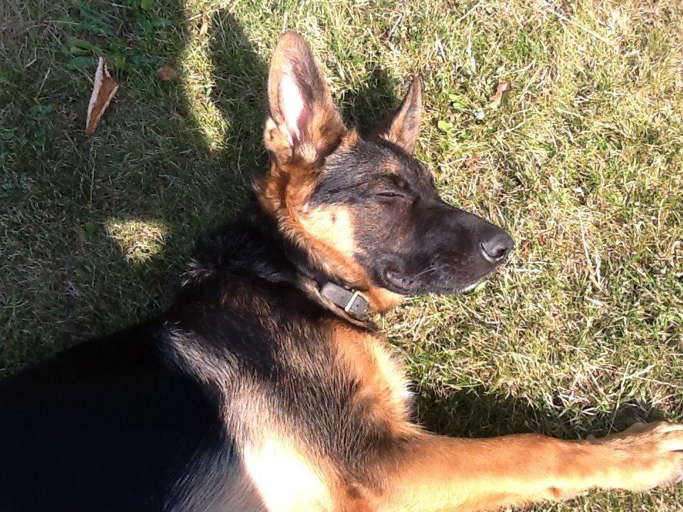 Schæferhund Maegaards Bosco billede 15