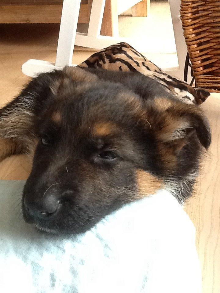 Schæferhund Maegaards Bosco billede 19