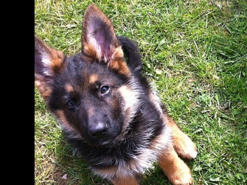 Schæferhund Maegaards Bosco billede 20