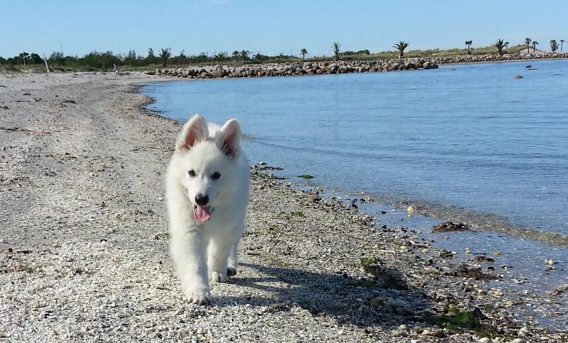 Hvid schæfer Gizmo billede 3