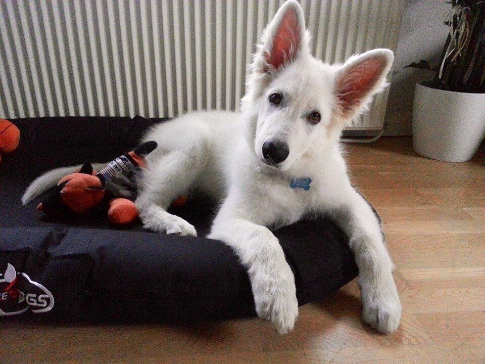 Hvid schæfer Gizmo billede 4