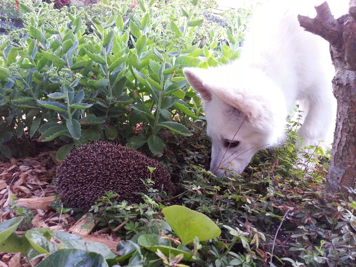 Hvid schæfer Gizmo billede 5