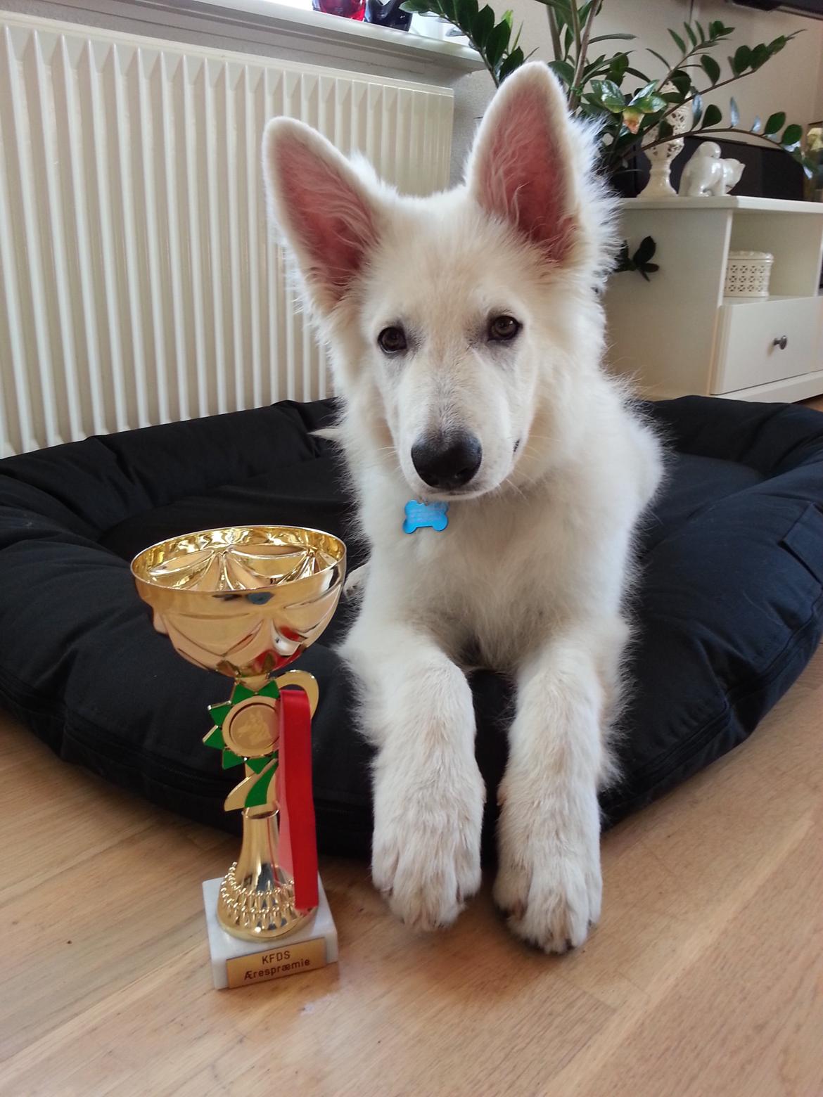 Hvid schæfer Gizmo billede 6