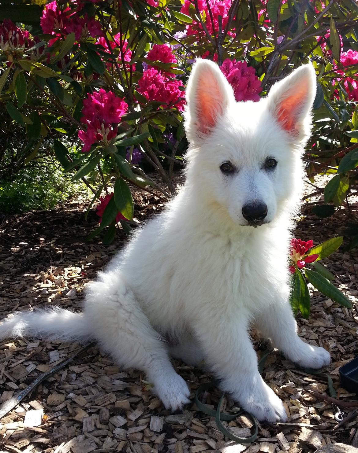 Hvid schæfer Gizmo billede 7